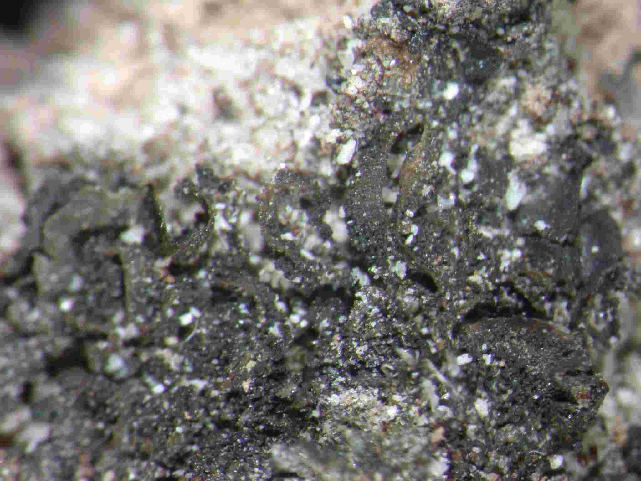 [Leptogium (minicyanescens)]
